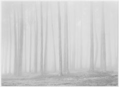 Alberi e nebbia, San Francisco