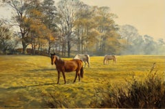 Cavalli in un paddock