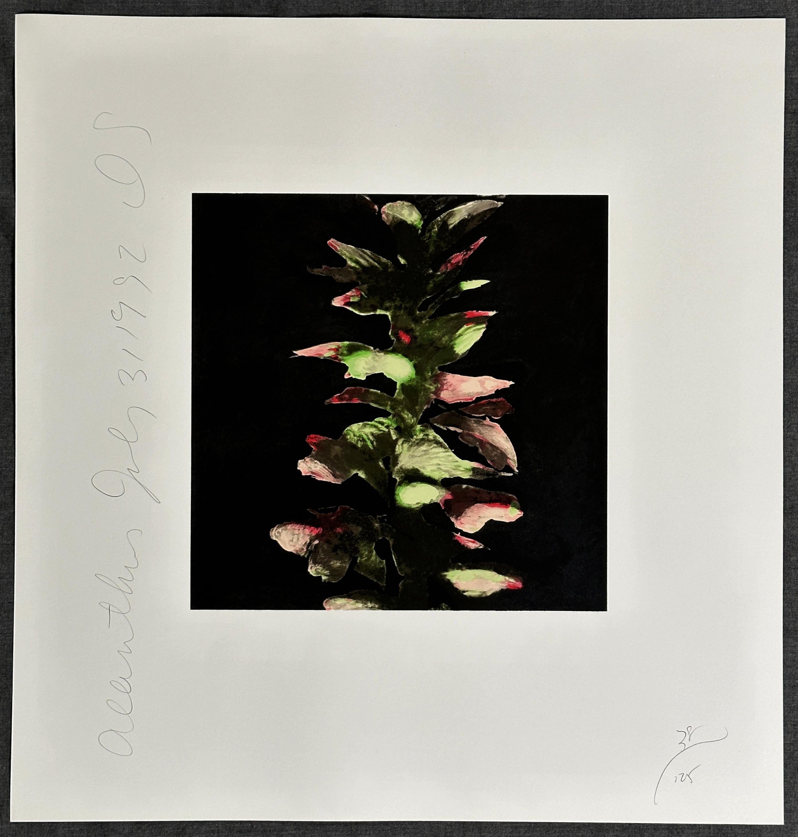 Acanthus
Print - Screen Print 
Paper size 22.75'' x 21.75'' inches
Image size 12