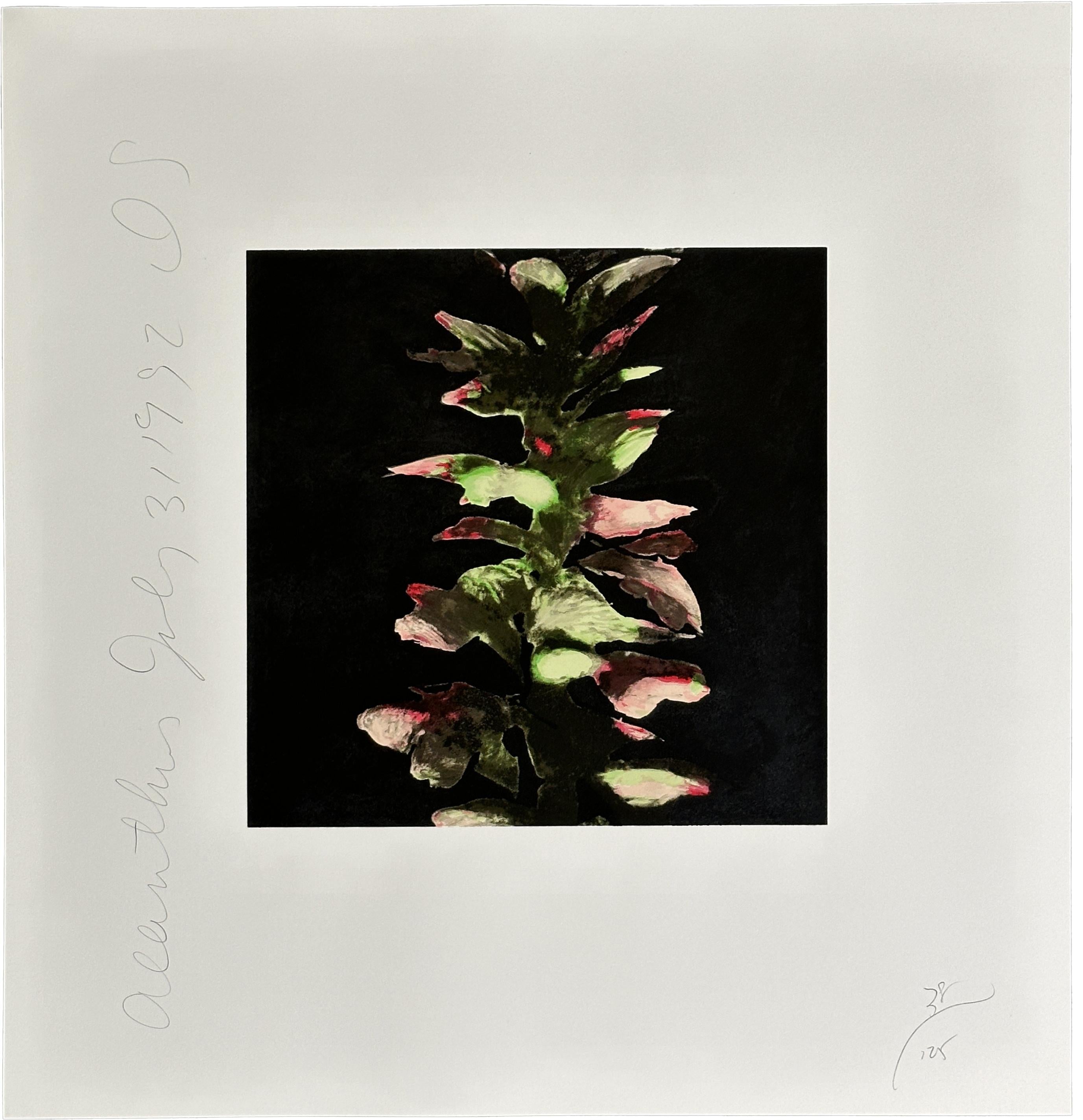 Donald Sultan Still-Life Print -  Acanthus 1992 Signed Limited Edition Screen Print 