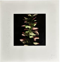 Retro  Acanthus 1992 Signed Limited Edition Screen Print 