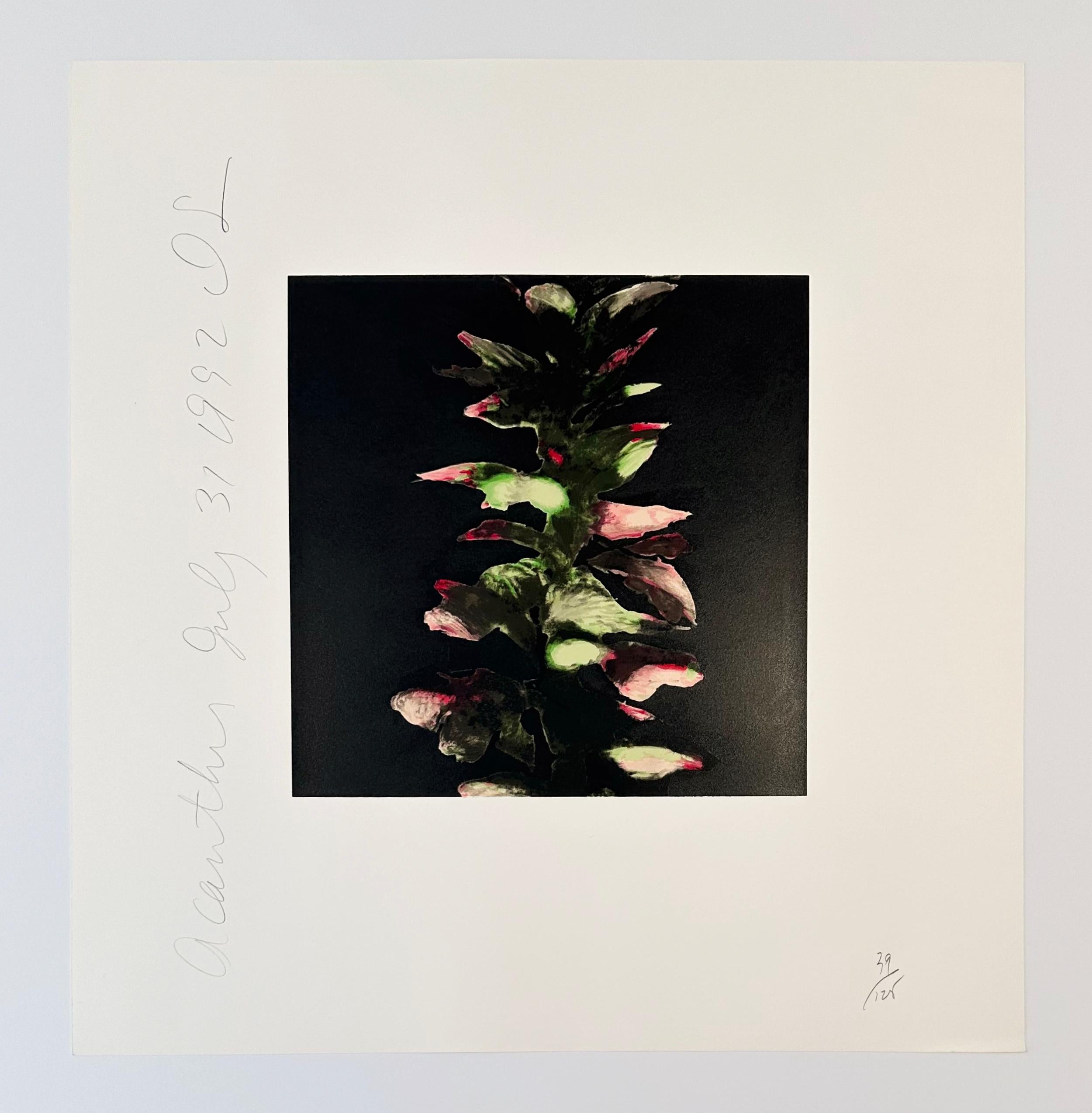 Acanto - Print de Donald Sultan