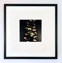 Donald Sultan Acanthus Screenprint on Paper, Contemporary, Signed, 1994