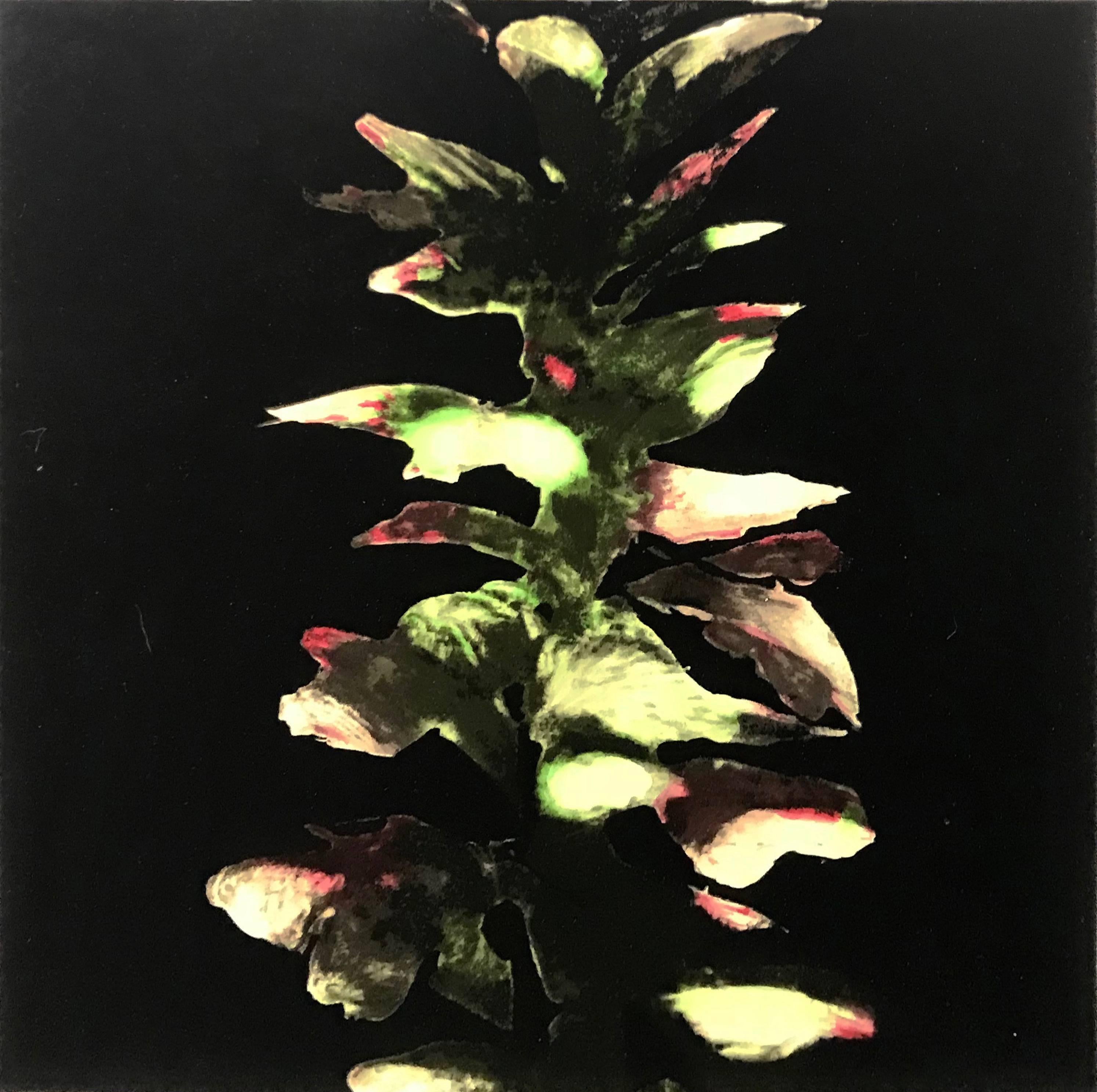 ACANTHUS - Print by Donald Sultan