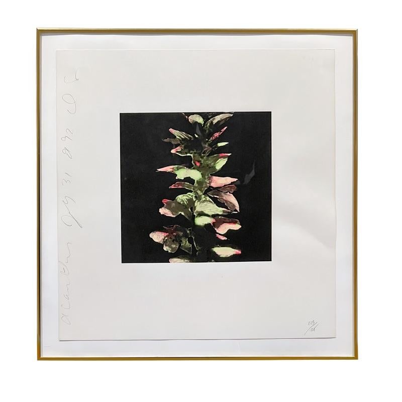 Acanthus from Fruit and Flowers III For Sale 2