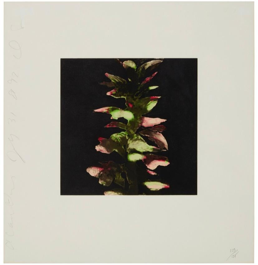 Acanthus from Fruit and Flowers III For Sale 5