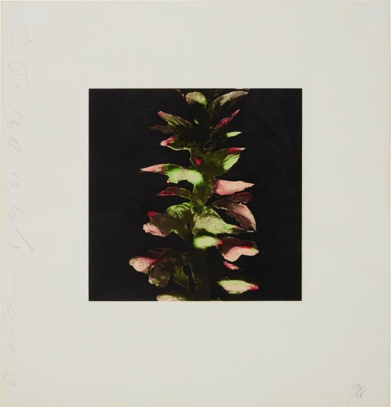 Acanthus from Fruit and Flowers III - Contemporary Print by Donald Sultan