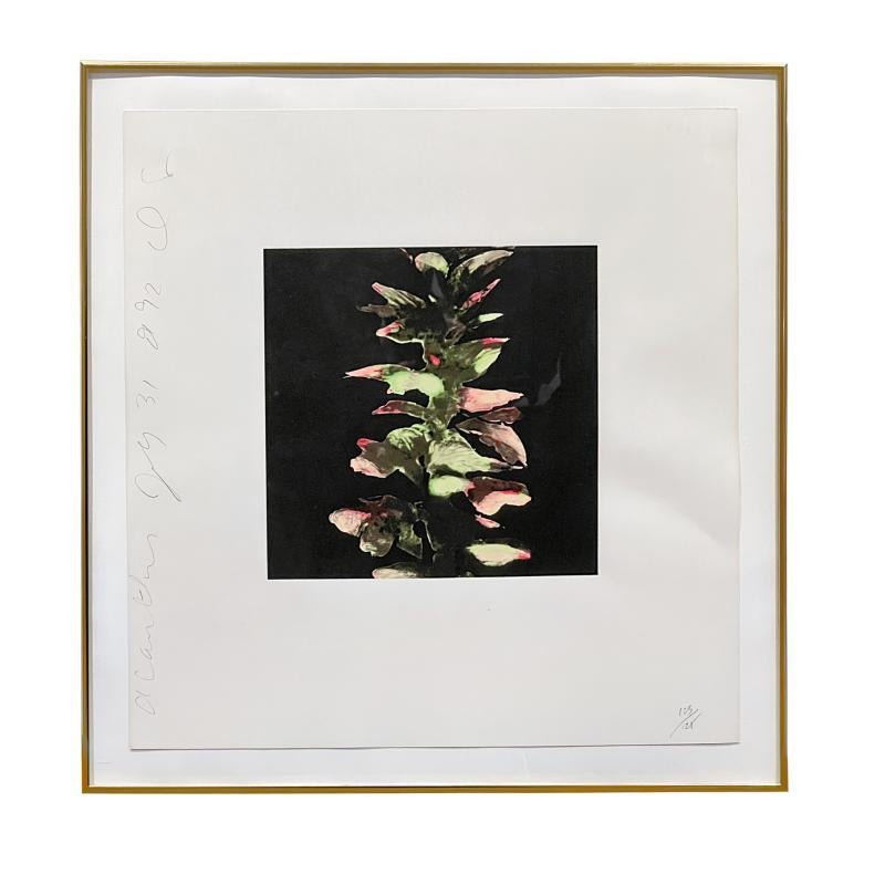 Acanthus from Fruit and Flowers III - Print by Donald Sultan