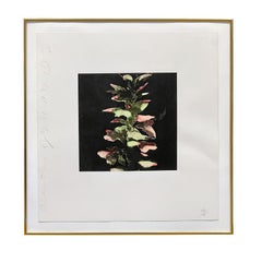 Vintage Acanthus from Fruit and Flowers III