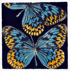 Pièces papillons