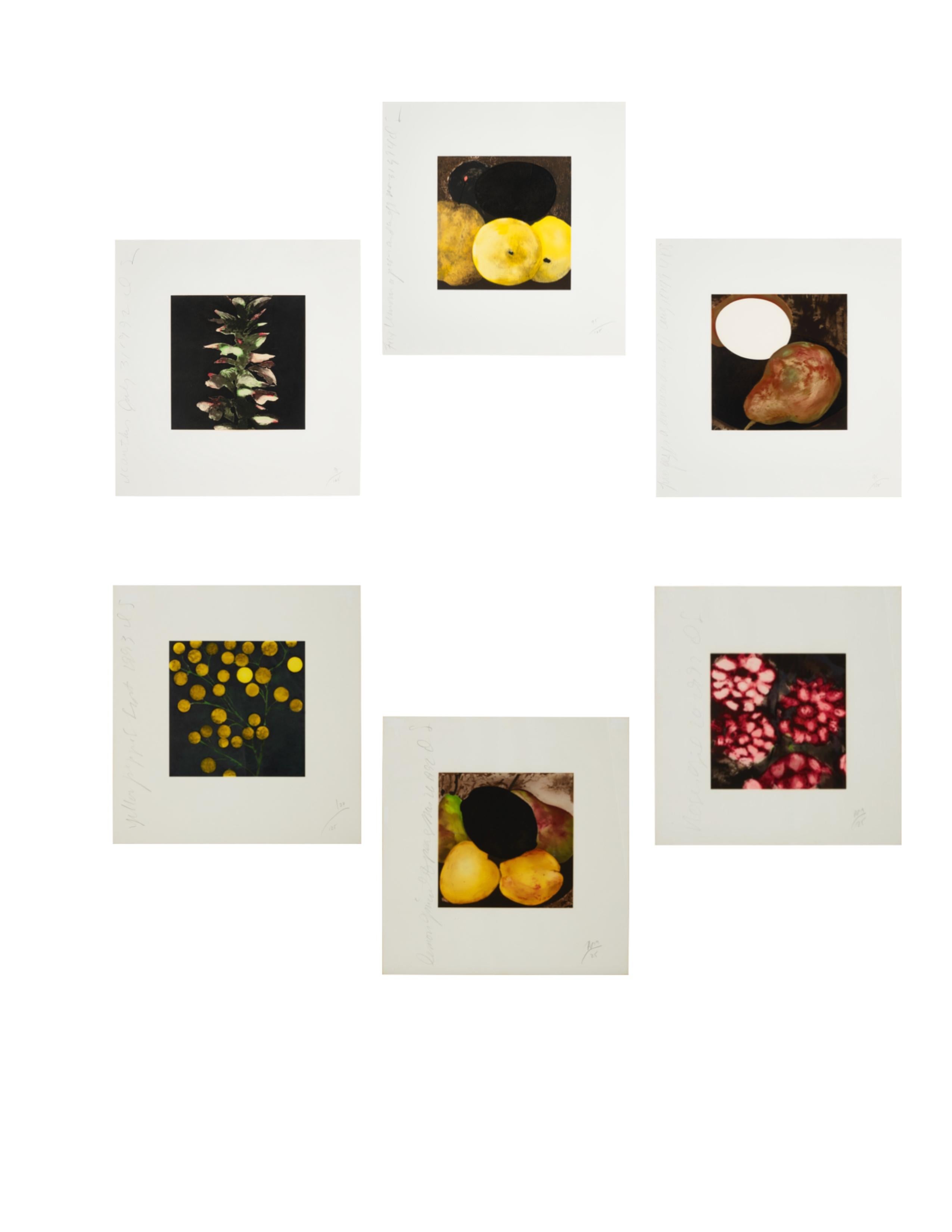 Donald Sultan Animal Print - Fruit & Flowers Series: Set of 6 Screen Prints on Arches Paper, 1990s