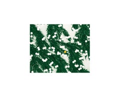 Mimosa, April 12, 2023