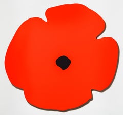 Papavero rosso da parete, 13 agosto 2020