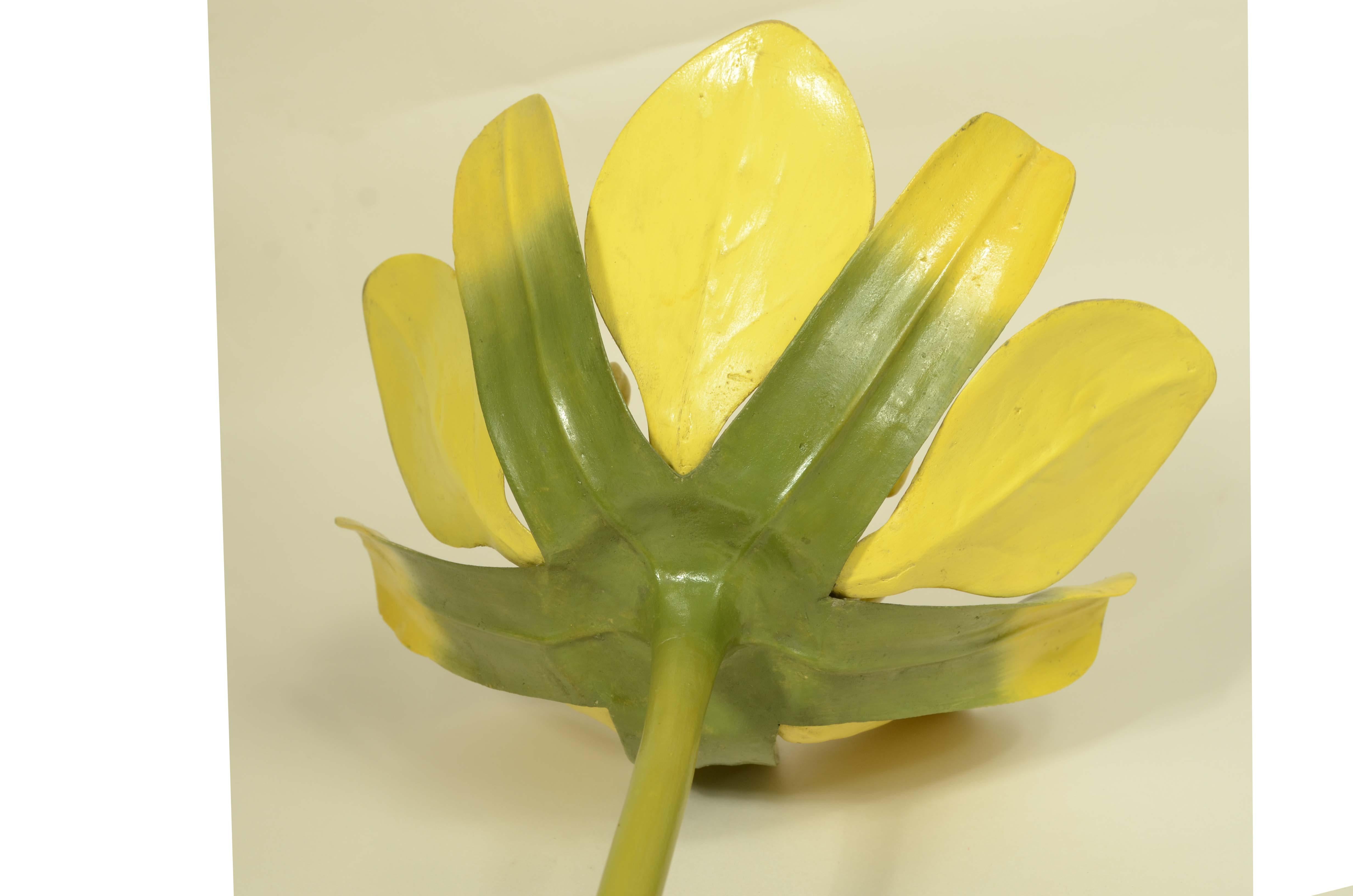 Doppio modello botanico del fiore dell’Acero Campestre Robert Brendel fine '800 in vendita 9