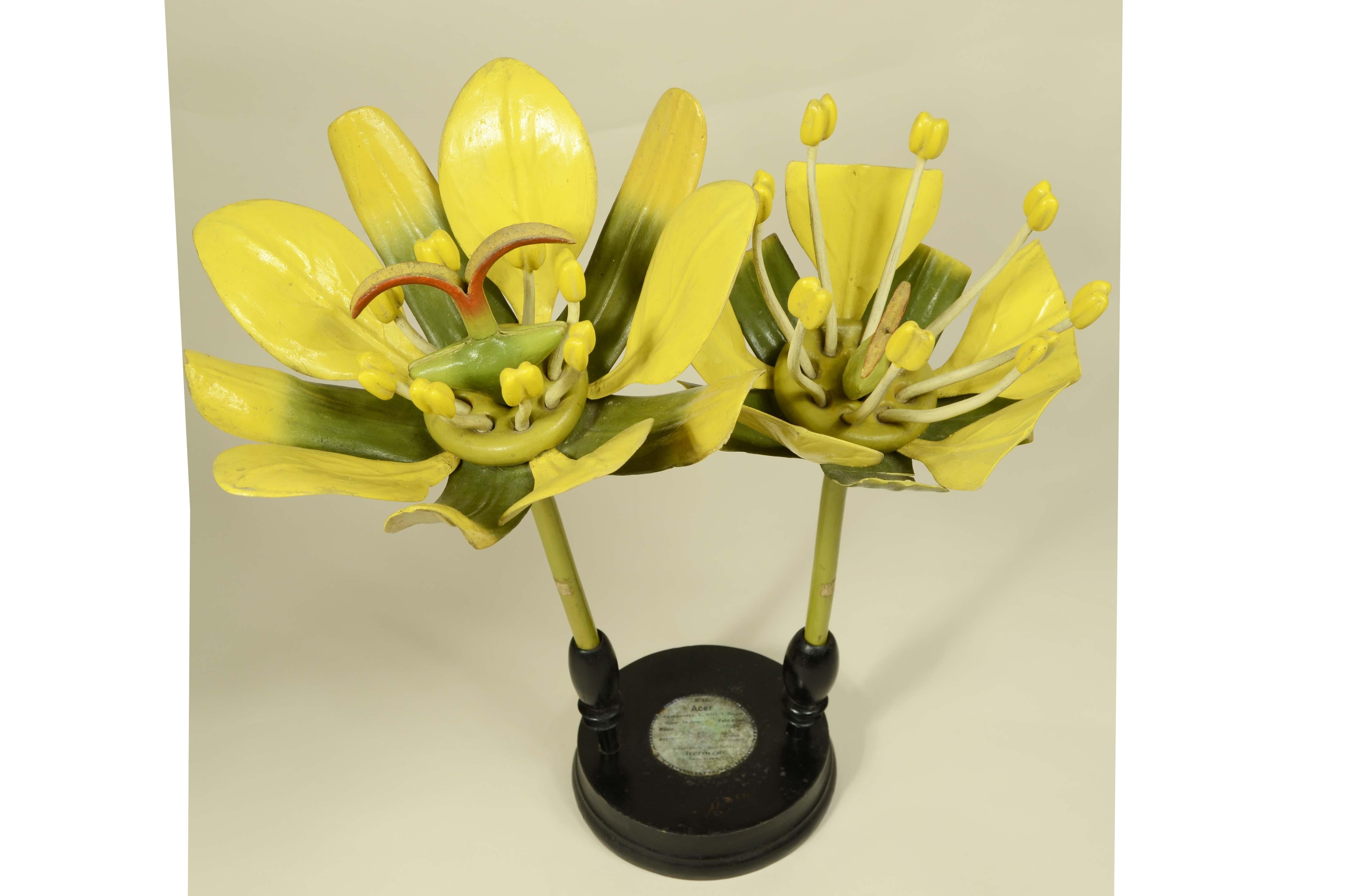 Doppio modello botanico del fiore dell’Acero Campestre Robert Brendel fine '800 in vendita 14