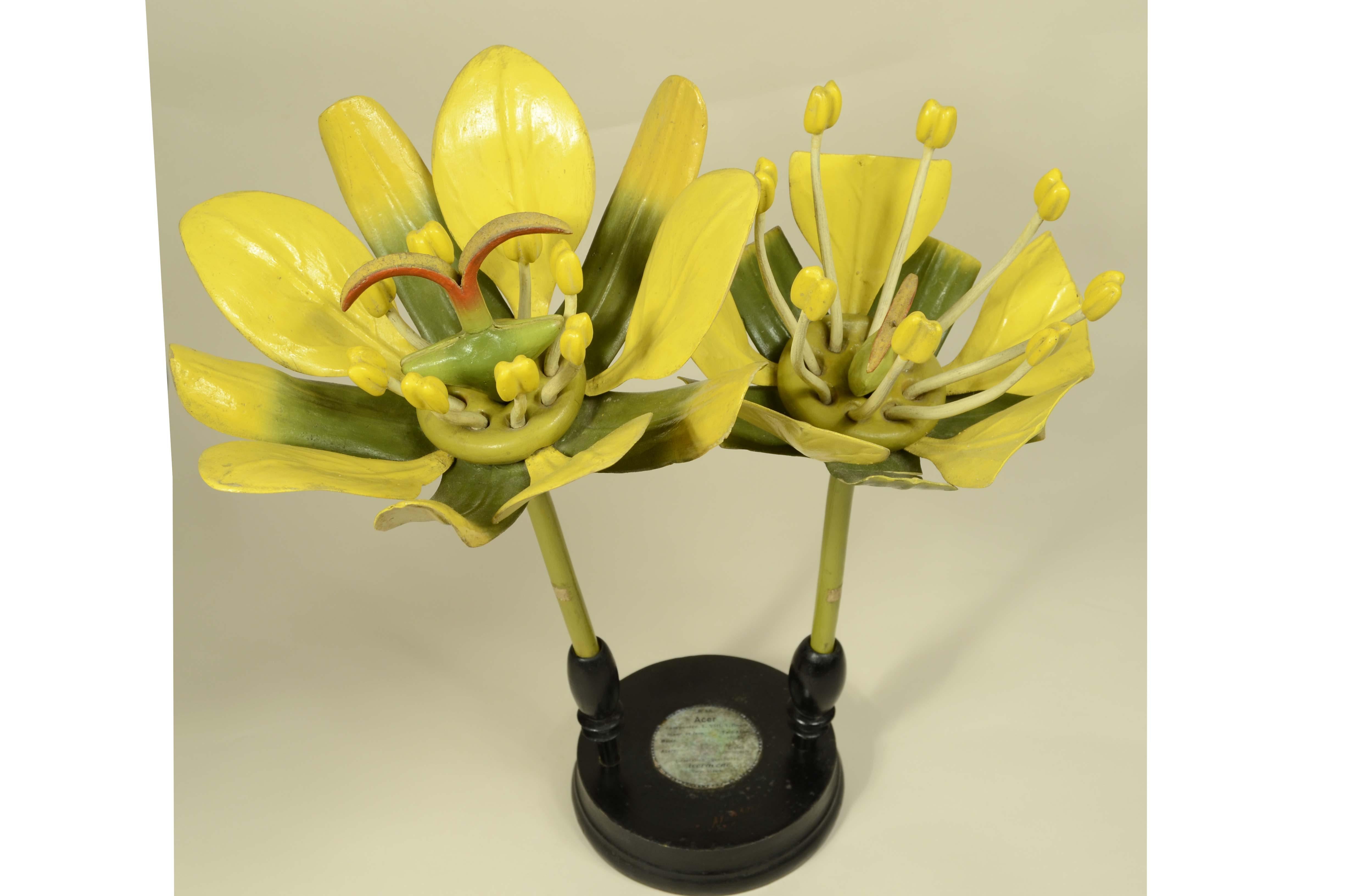 Modello botanico doppio del fiore dell’Acero Campestre realizzato in Germania attorno alla fine del XIX secolo da Robert Brendel (1821-1898). Il fiore è realizzato in legno e carta pesta e ognuno si scompone in 3 sezioni ed è montato su base tonda 