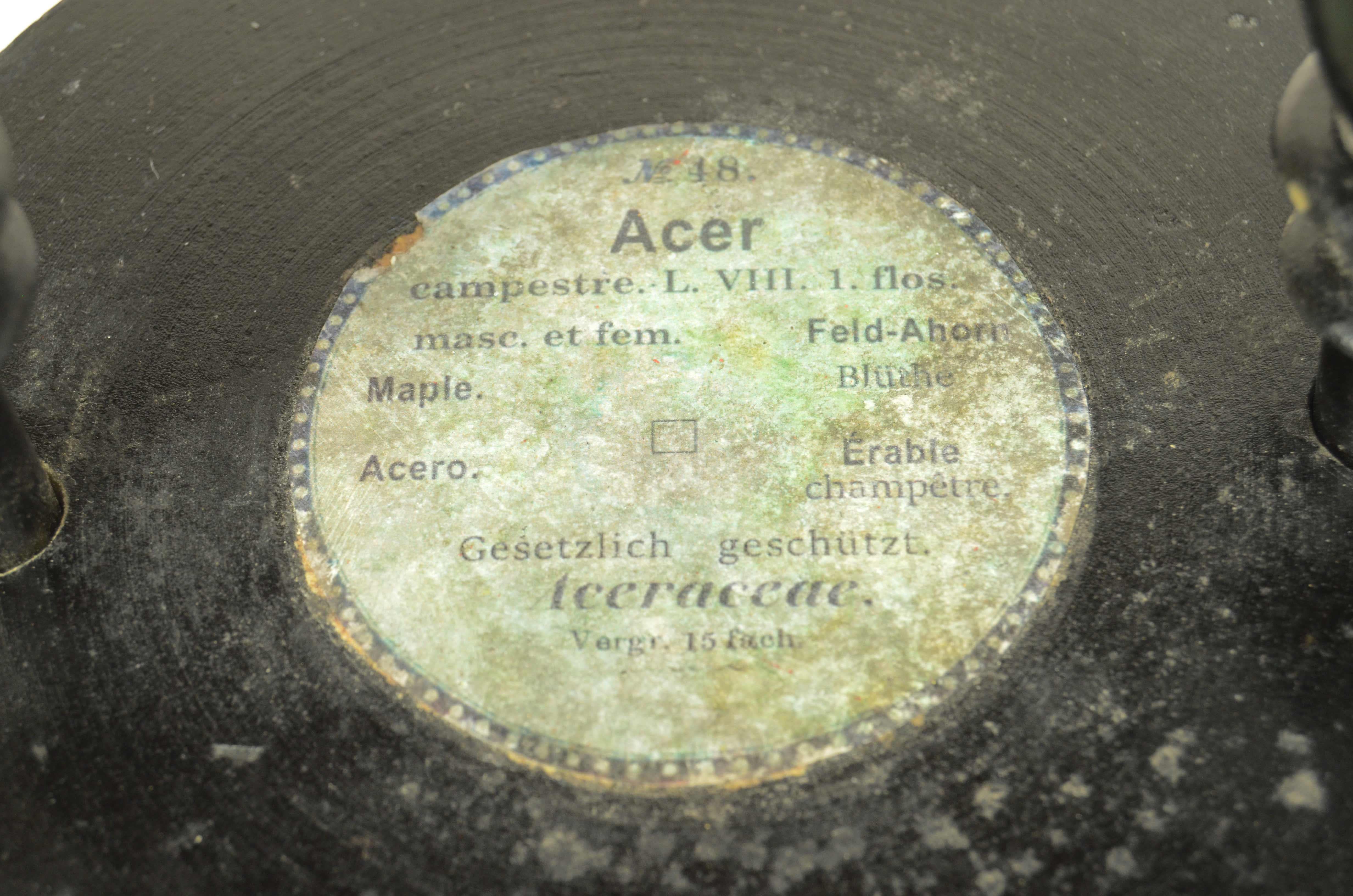 19th Century Doppio modello botanico del fiore dell’Acero Campestre Robert Brendel fine '800 in vendita