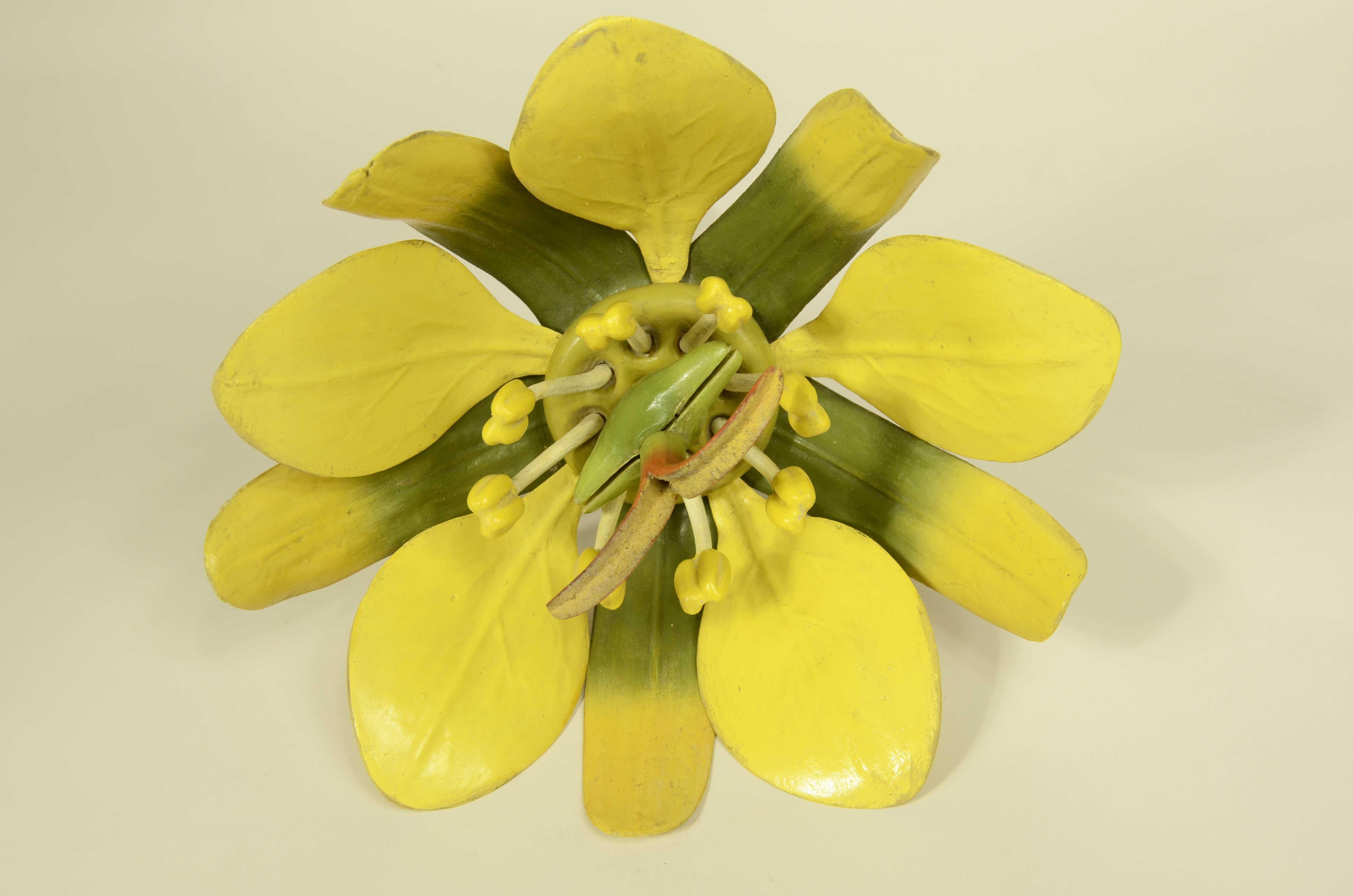 Doppio modello botanico del fiore dell’Acero Campestre Robert Brendel fine '800 in vendita 3