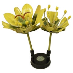 Doppio modello botanico del fiore dell’Acero Campestre Robert Brendel fine '800
