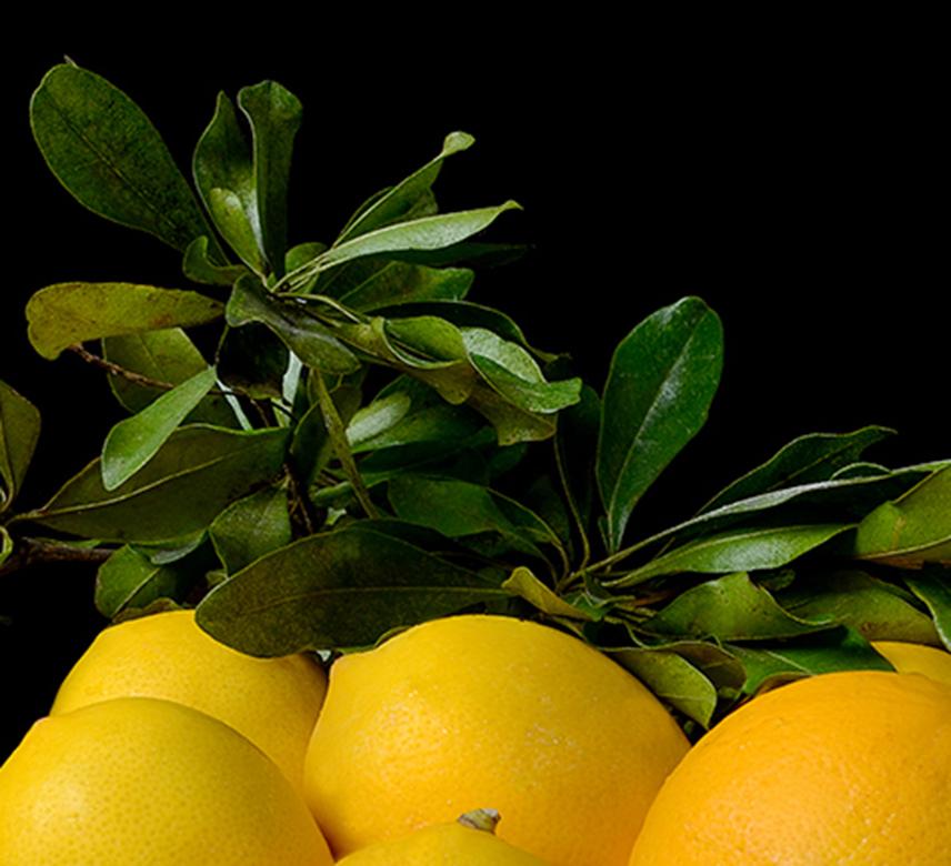 Limones. From The Bodegones  still life color photography series - Contemporary Photograph by Dora Franco