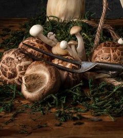 Paisaje de Hongos. Aus der Bodegones-Zeit Stillleben-Farbfotografie-Serie