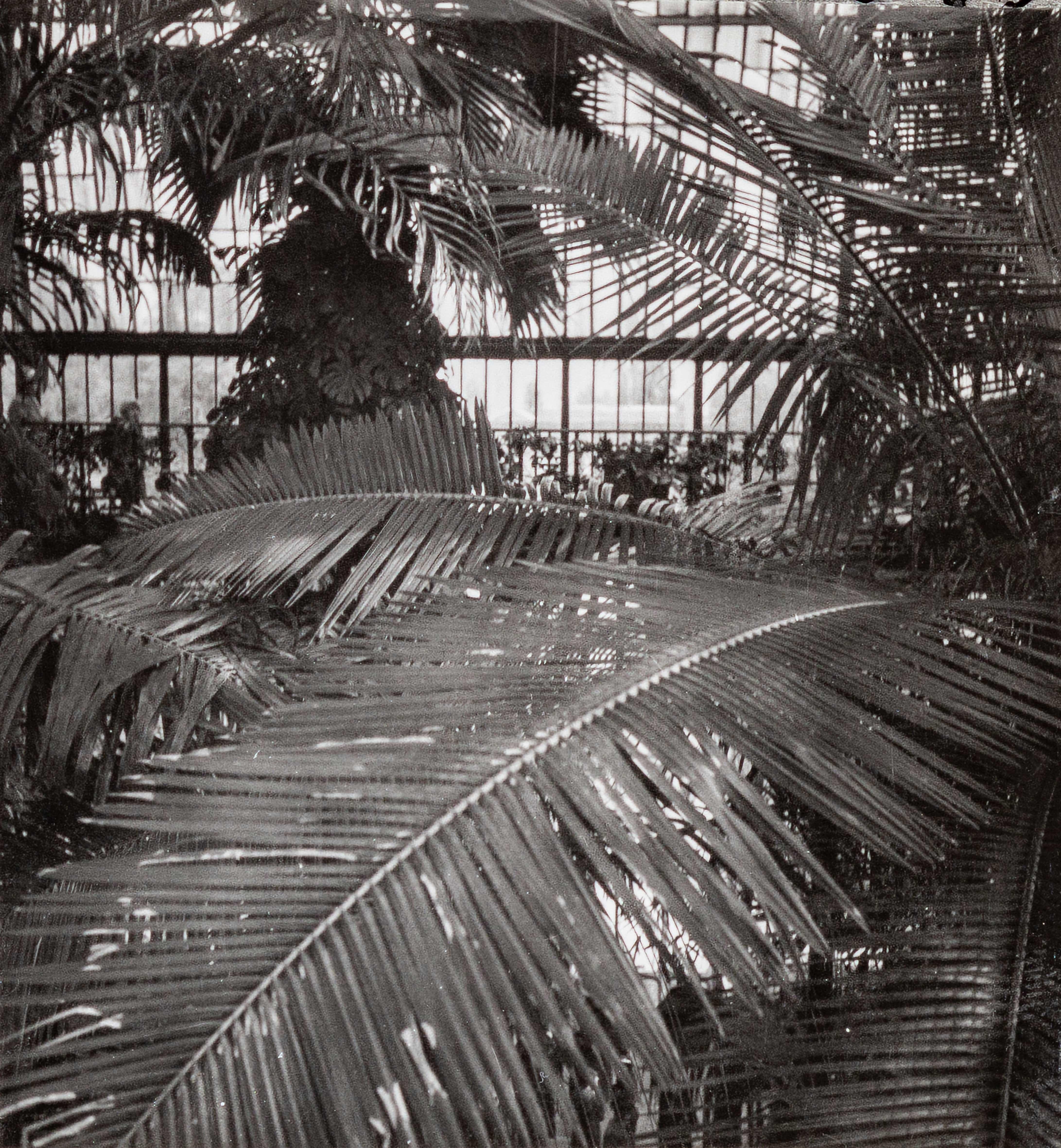 Dora Maar Black and White Photograph - Interior of a Greenhouse at Kew Gardens, London