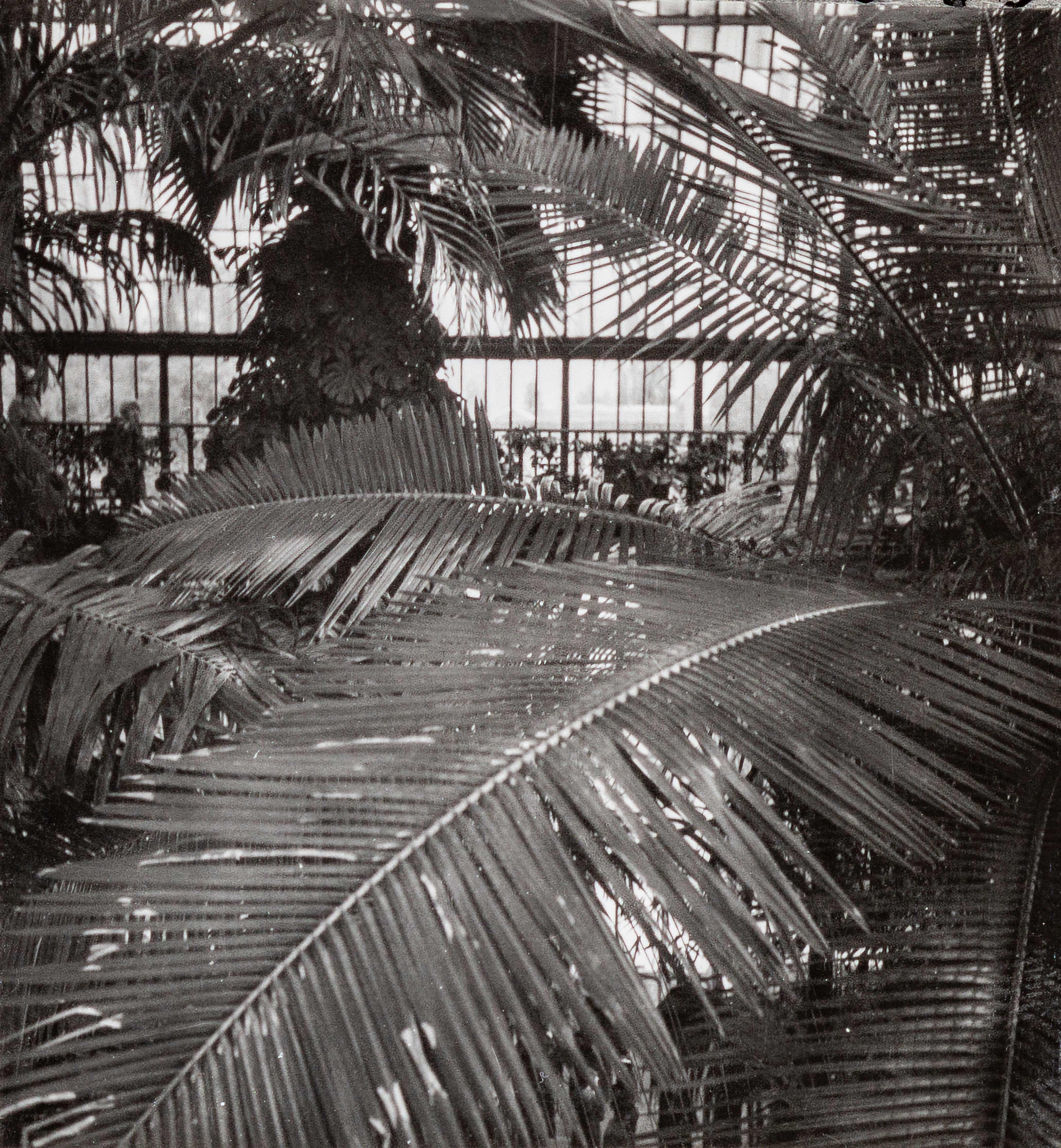Dora Maar Black and White Photograph – Inneneinrichtung eines Grünhauses in Kew Gardens, London