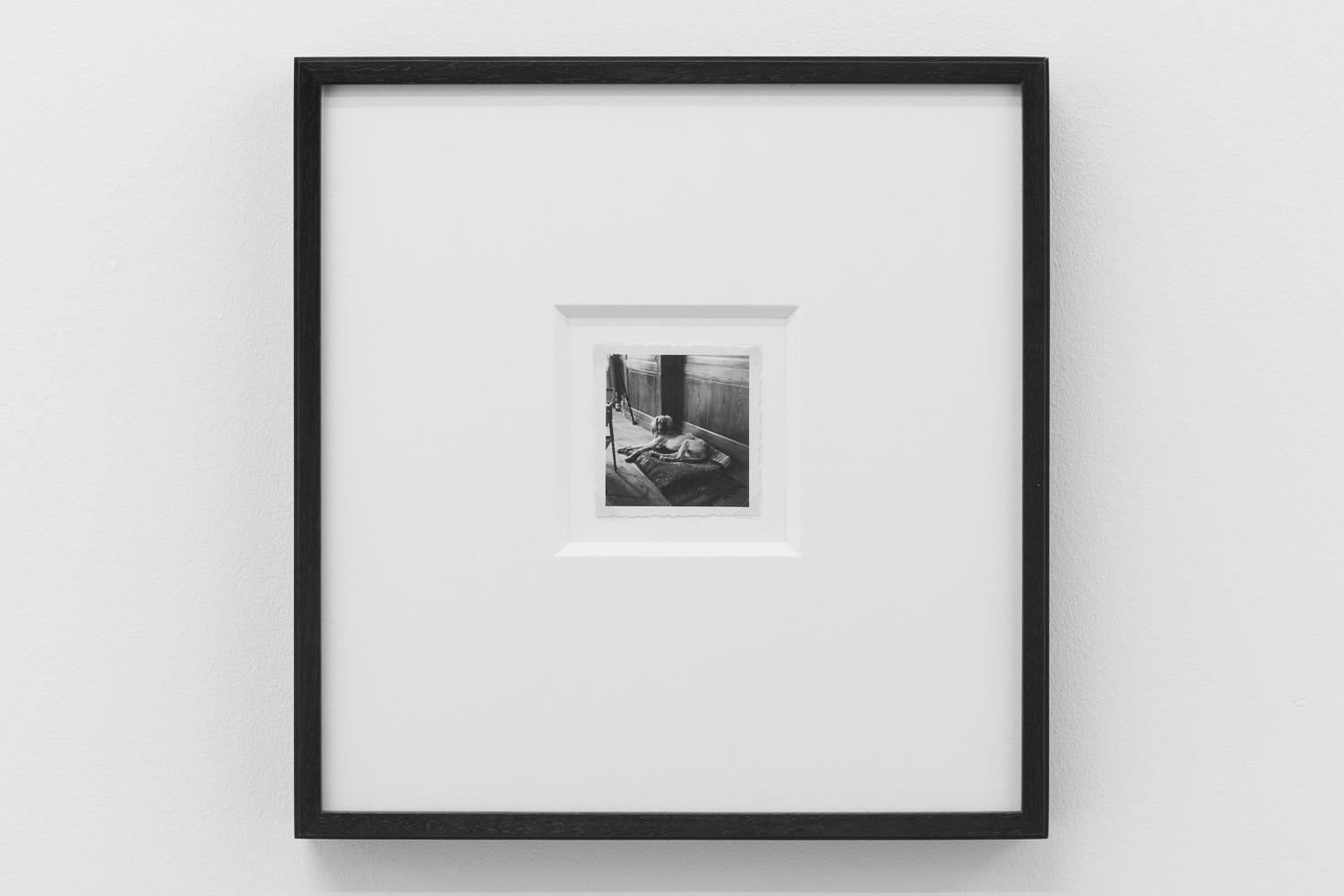 Kazbek, il cane di Pablo Picasso, Parigi, (Kazbek, le Chien de Pablo Picasso, Paris) - Photograph di Dora Maar