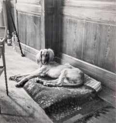 Kazbek, Picassos Hund, Paris, (Kazbek, le Chien de Pablo Picasso, Paris) 