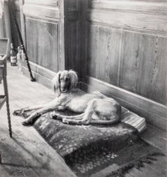 Kazbek, il cane di Pablo Picasso, Parigi, (Kazbek, le Chien de Pablo Picasso, Paris)
