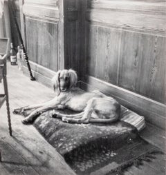 Kazbek, Chien de Pablo Picasso, Paris, (Kazbek, le Chien de Pablo Picasso, Paris) 