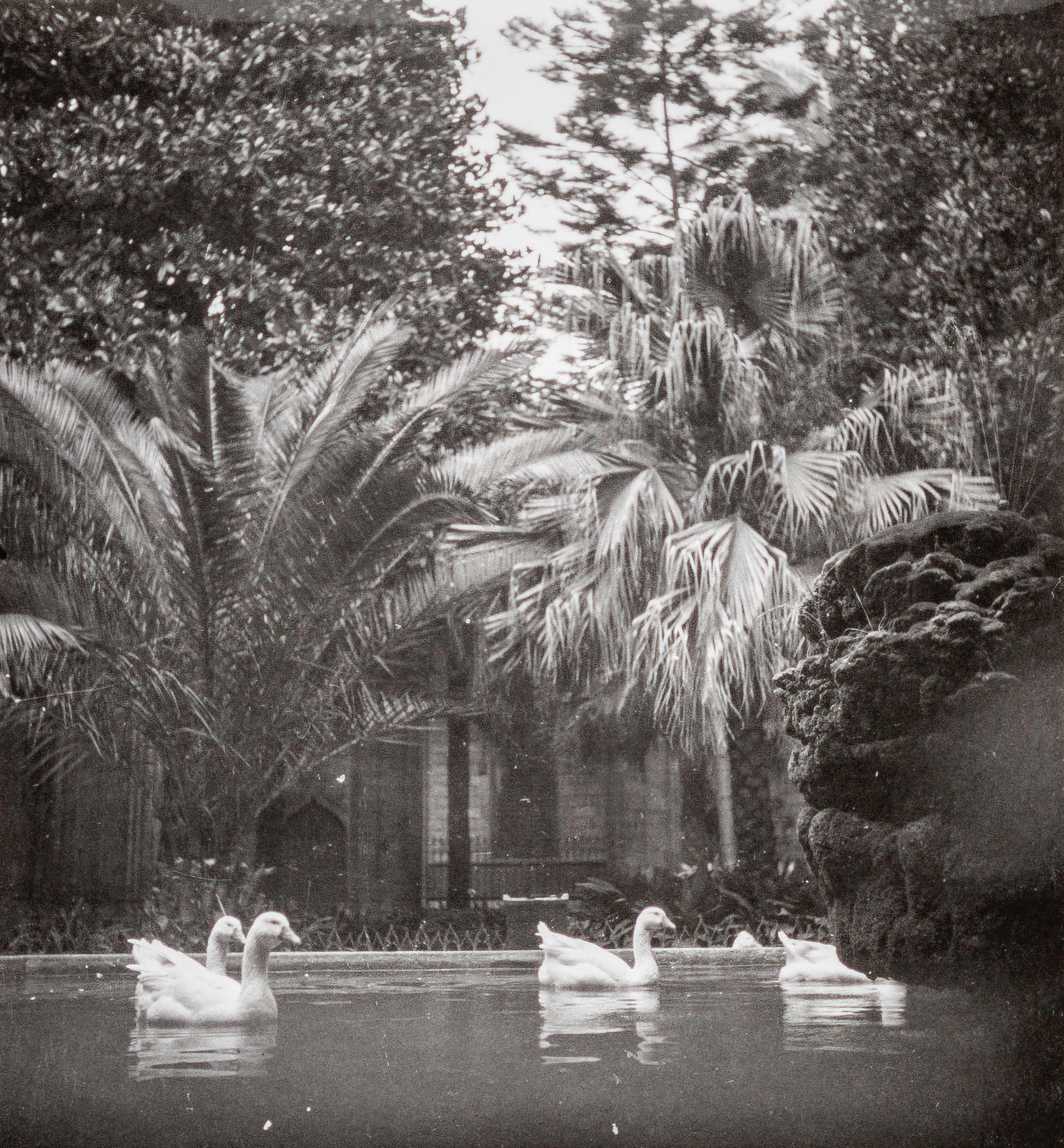 Dora Maar Black and White Photograph - Menagerie (Geese), (Mengarie [Oies])