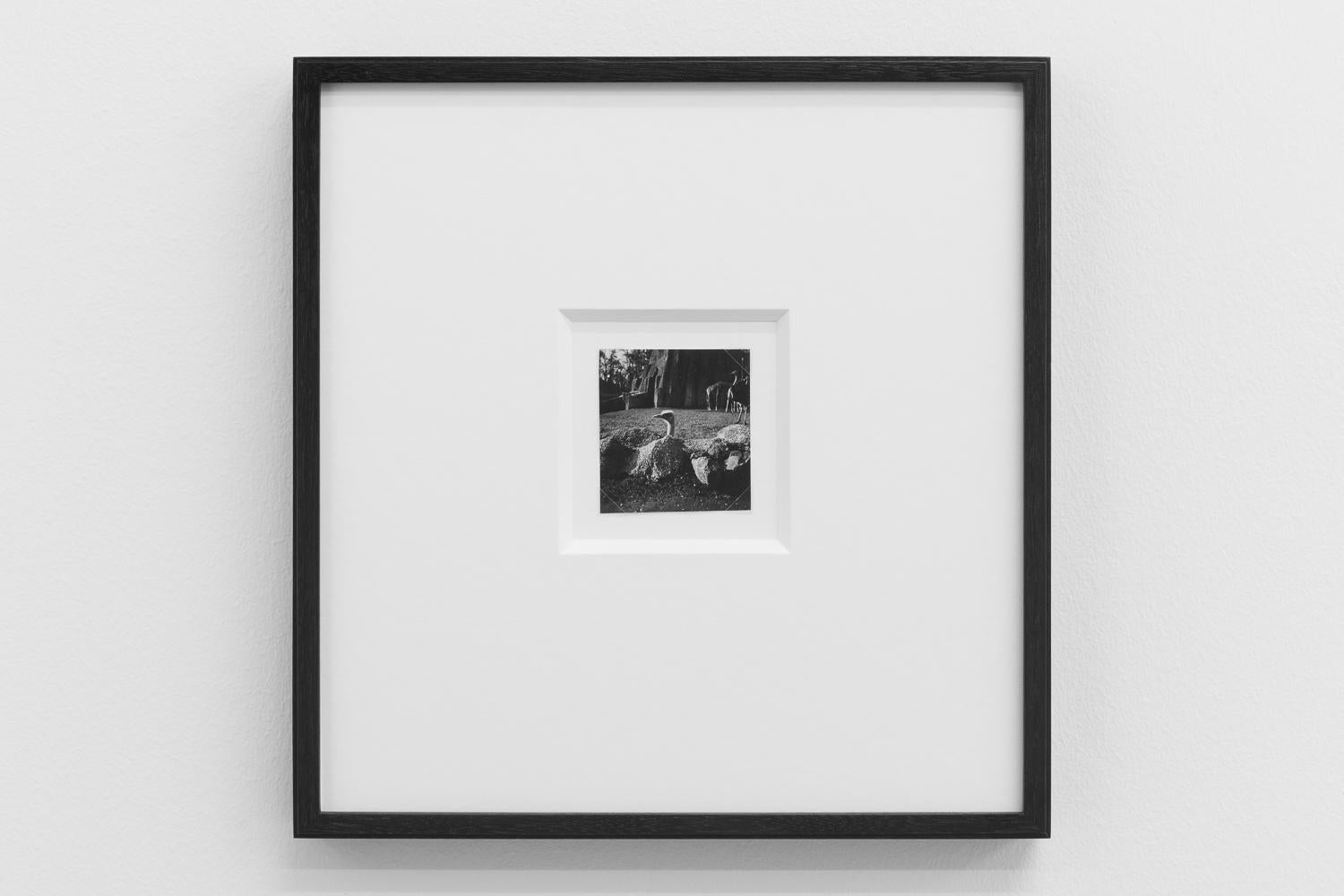 Menagerie (Ostriches, Giraffes), (Mengarie [Austriches, Girafes]) - Photograph by Dora Maar