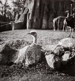 Antique Menagerie (Ostriches, Giraffes), (Mengarie [Austriches, Girafes])