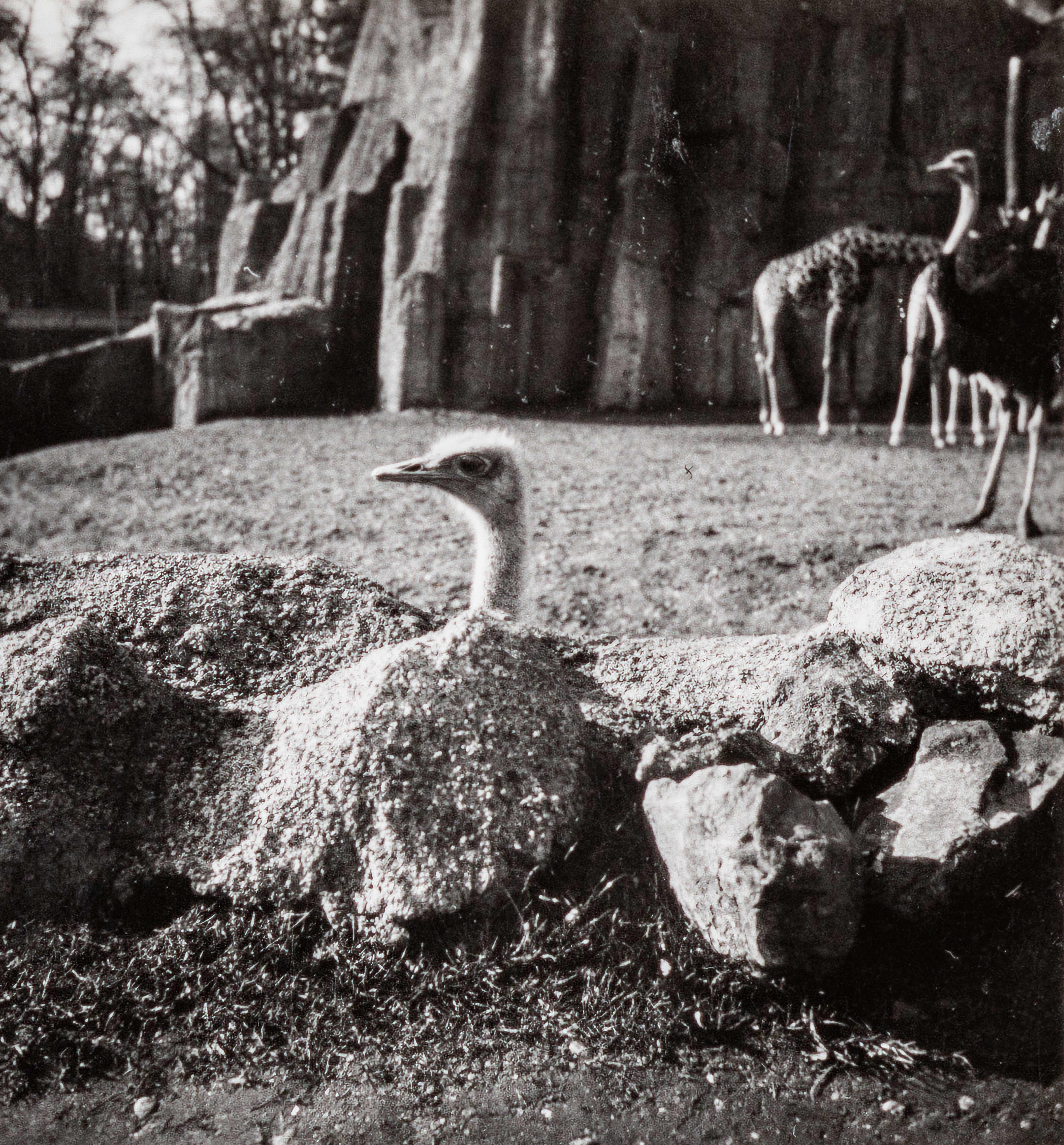 Dora Maar Black and White Photograph – Menagerie (Ostriche, Giraffes), ( Mengarie [Austriches, Girafes])