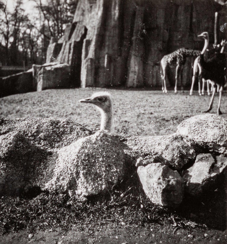 Dora Maar Black and White Photograph - Menagerie (Ostriches, Giraffes), (Mengarie [Austriches, Girafes])