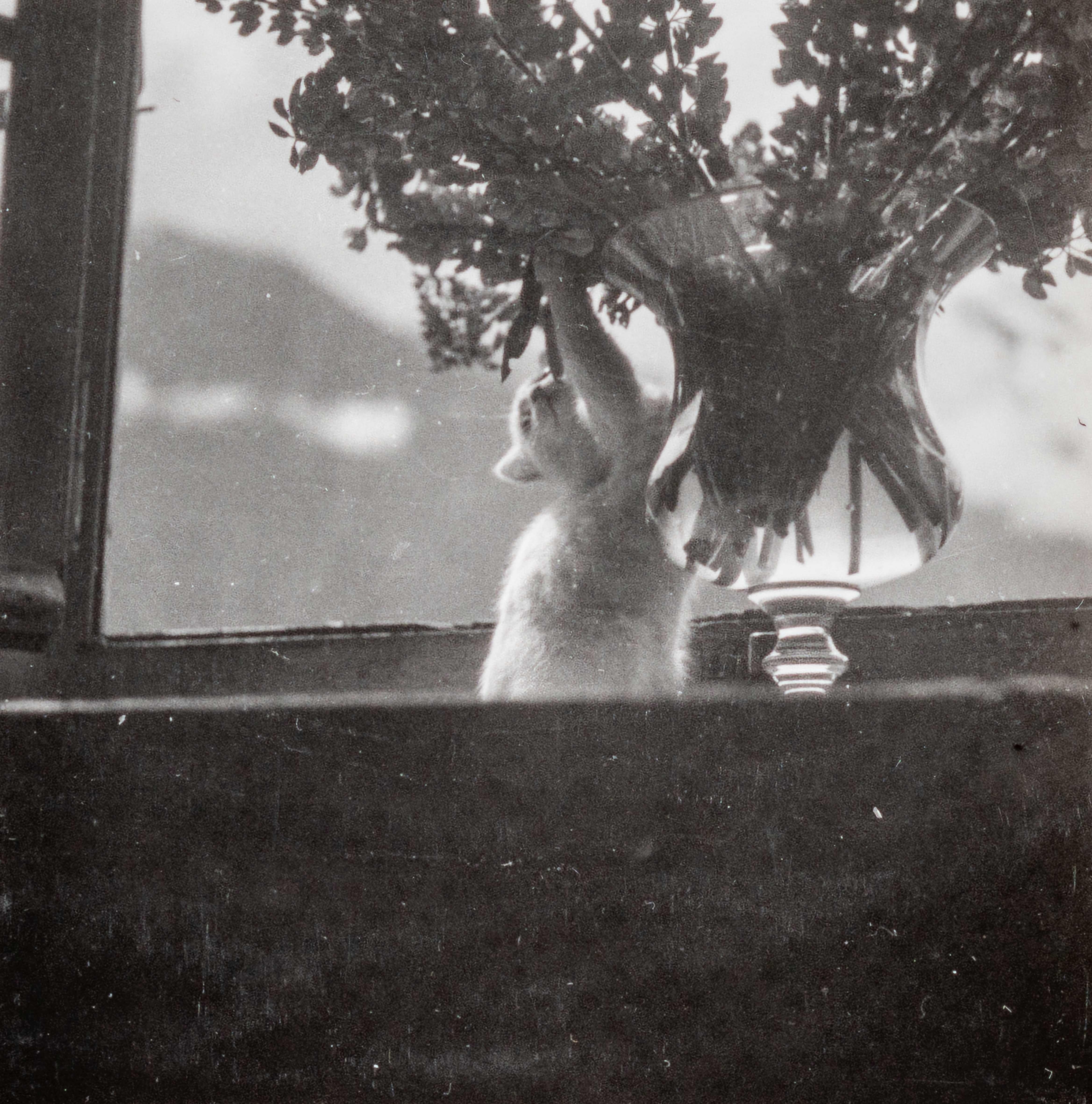 Dora Maar Black and White Photograph - Savoie Cat, (Chat Savoie) I