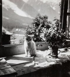 Savoie Cat, (Chat Savoie) II
