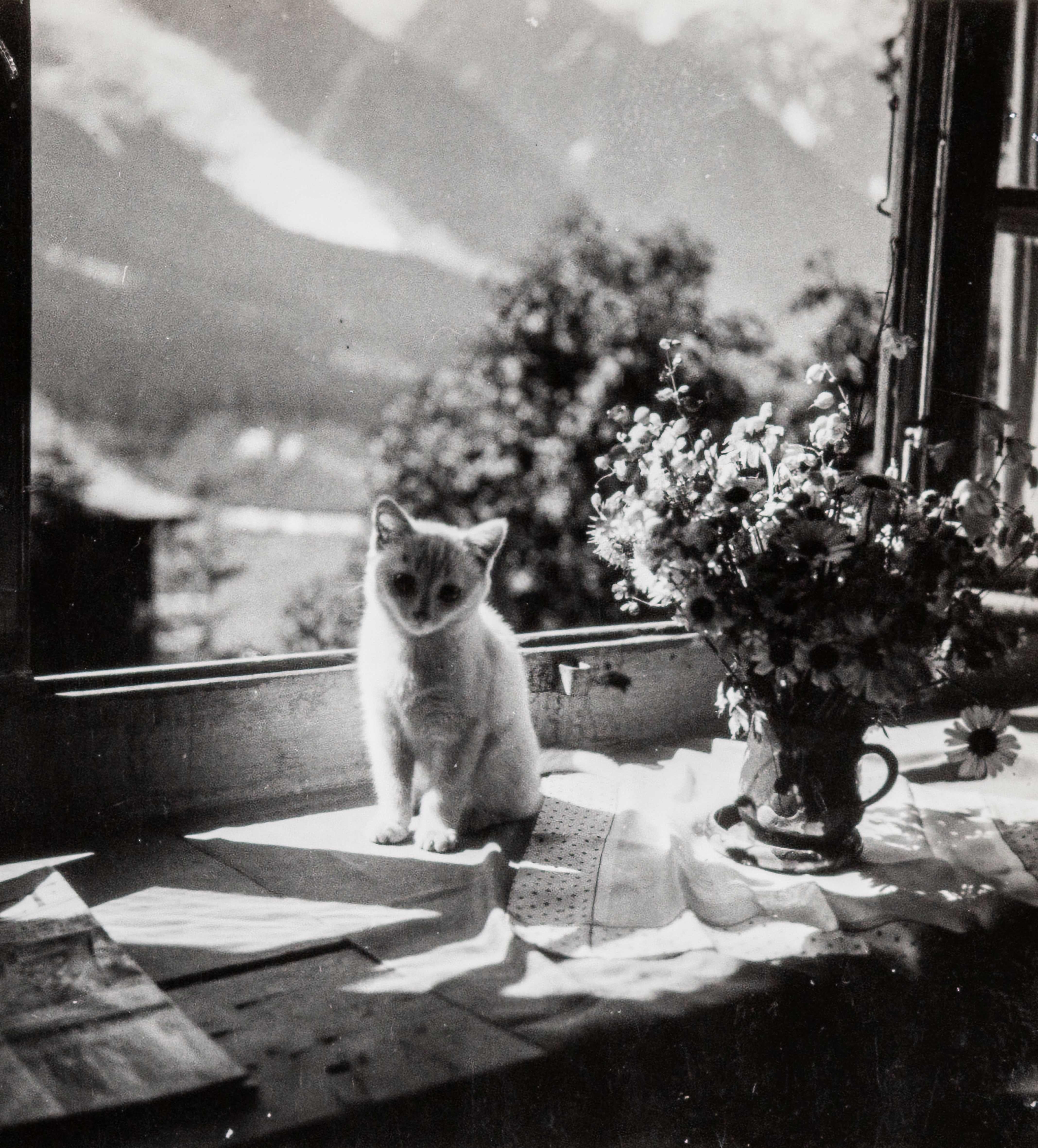 Dora Maar Black and White Photograph - Savoie Cat, (Chat Savoie) II