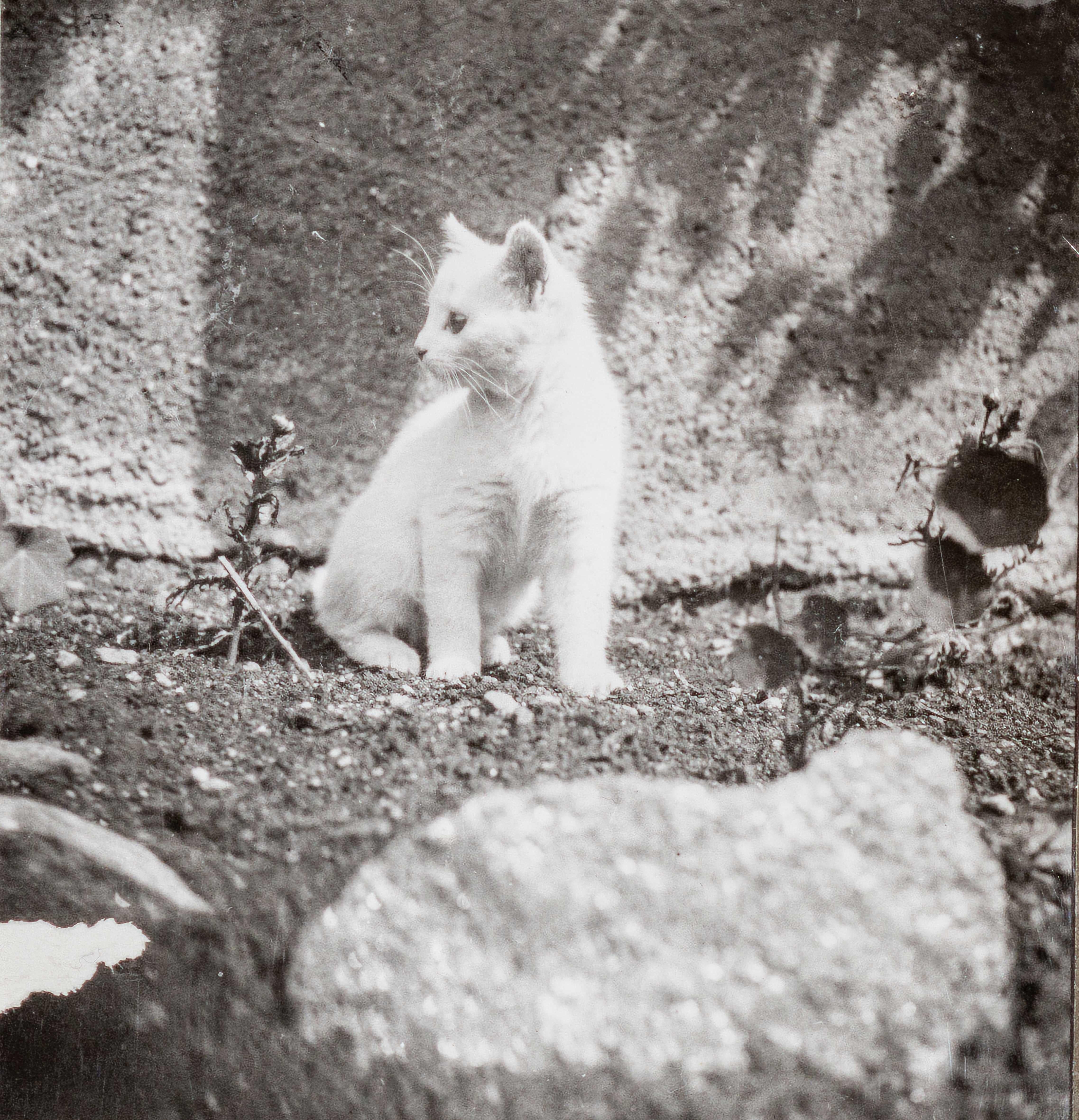 Dora Maar Black and White Photograph – Savoie Katze, (Chat Savoie) III