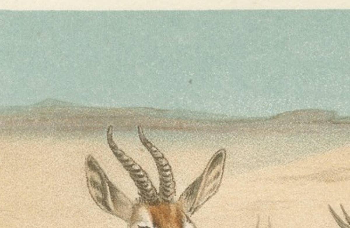 Dorcas Gazelle – Antique Desert Antelope Chromolithograph, 1894