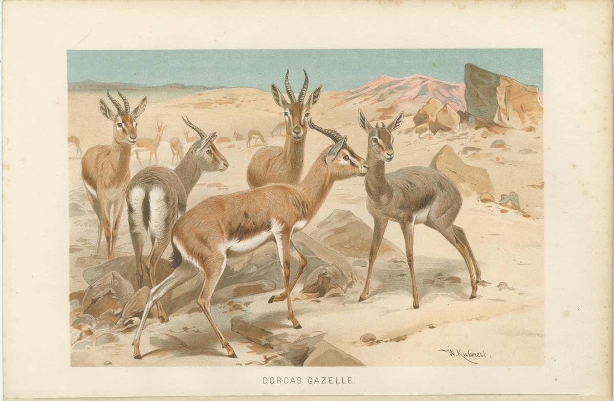 Dorcas Gazelle – Antique Desert Antelope Chromolithograph, 1894