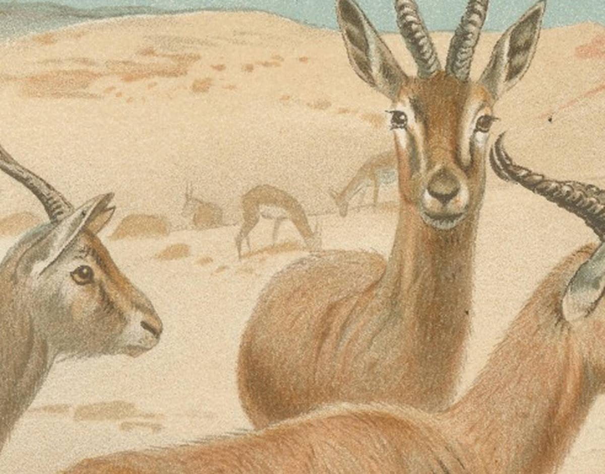 Dorcas Gazelle – Antique Desert Antelope Chromolithograph, 1894