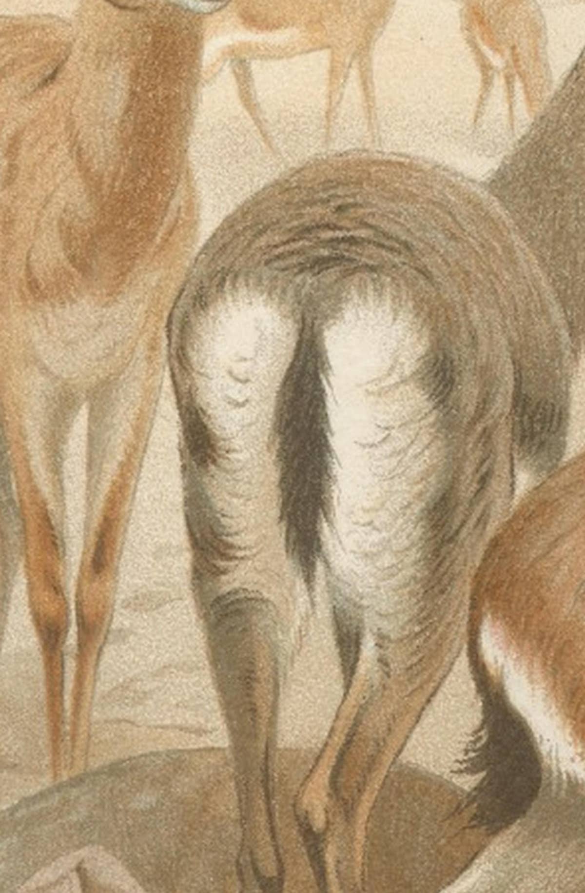 Dorcas Gazelle – Antique Desert Antelope Chromolithograph, 1894