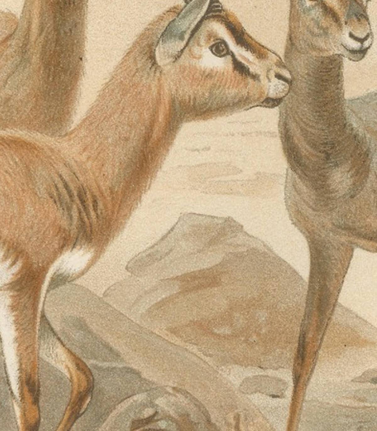 Dorcas Gazelle – Antique Desert Antelope Chromolithograph, 1894
