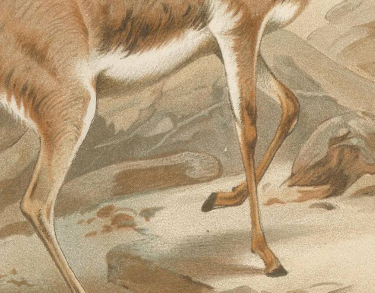 Dorcas Gazelle – Antique Desert Antelope Chromolithograph, 1894