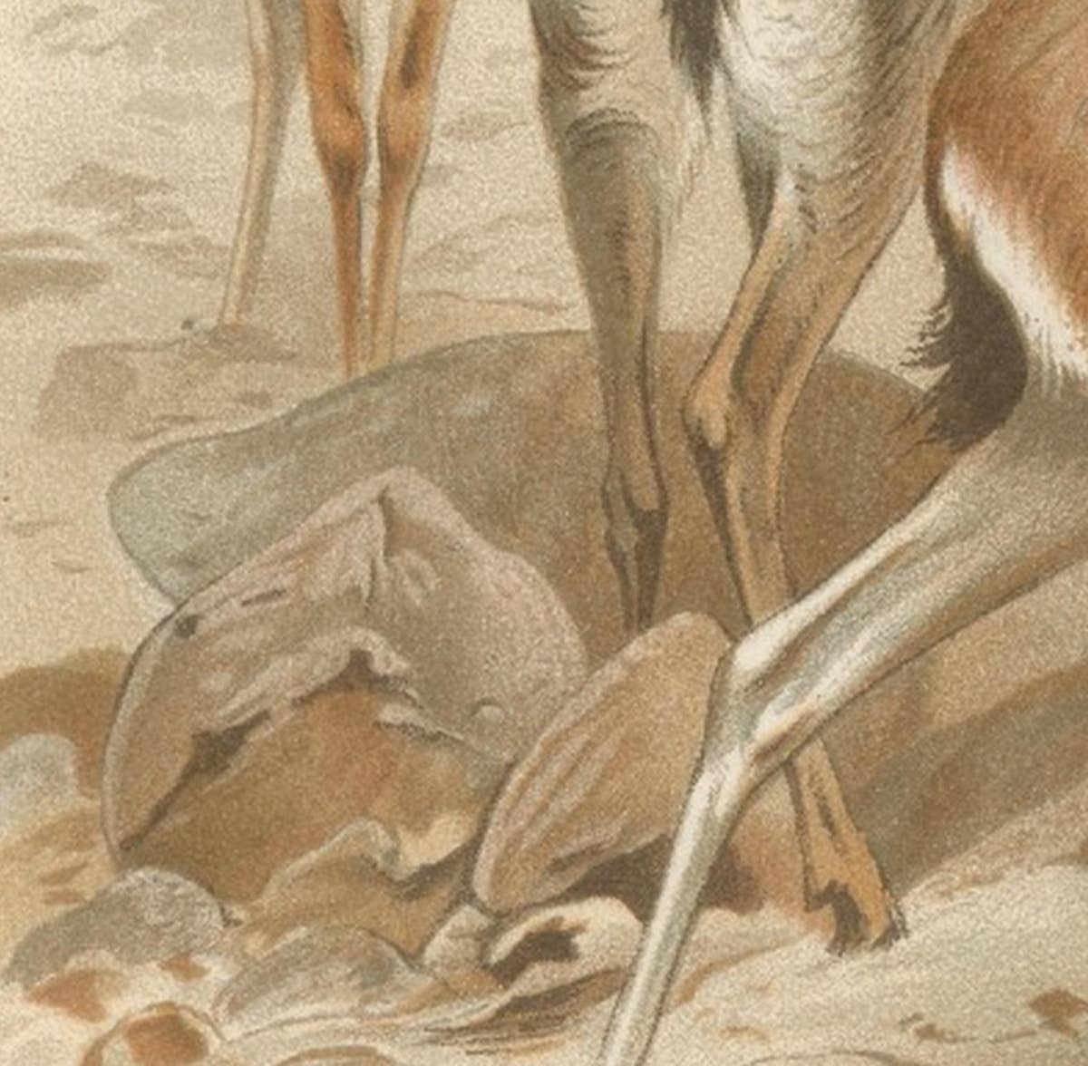 Dorcas Gazelle – Antique Desert Antelope Chromolithograph, 1894