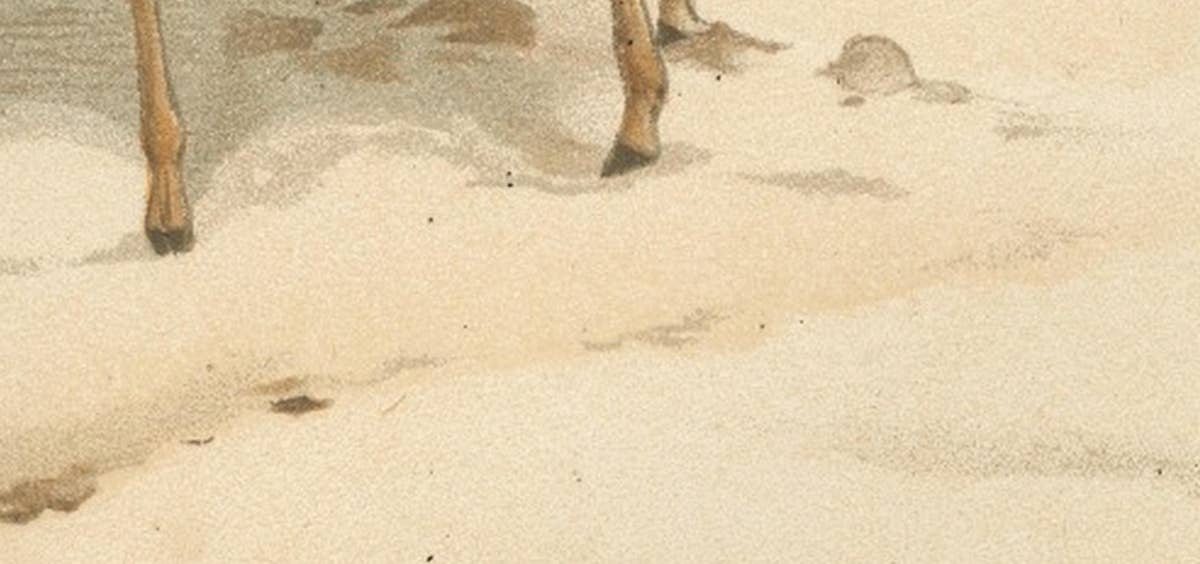 Dorcas Gazelle – Antique Desert Antelope Chromolithograph, 1894