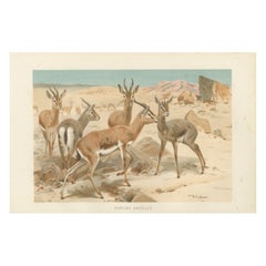 Gazelle Dorcas - Chromolithographie ancienne d'antilope du désert, 1894