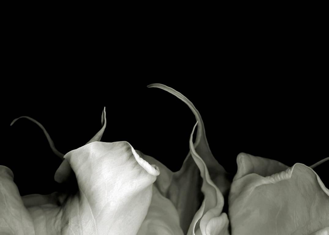 Doris Mitsch Still-Life Photograph - Datura G